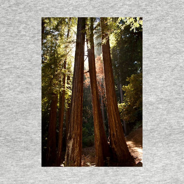 Muir Woods by Jacquelie